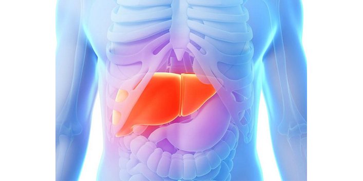 the-liver-helps-to-clean