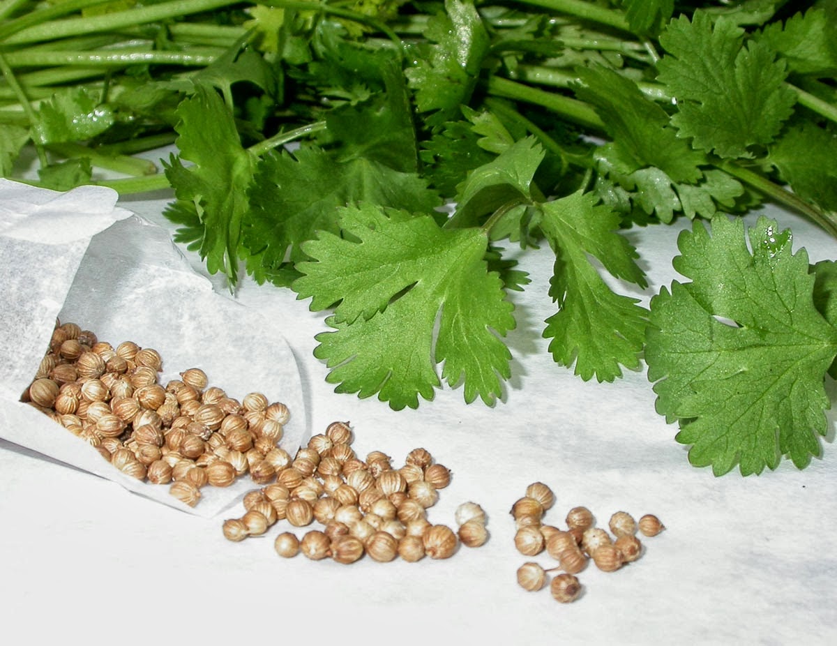 kusum1215-blogspot-com-health-is-wealth
