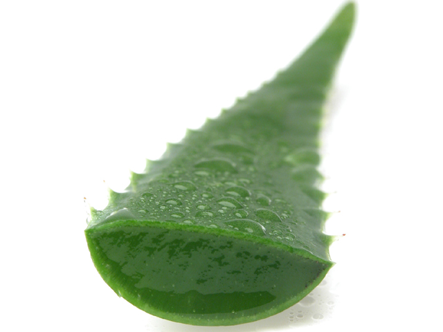 aloevera_openleaf