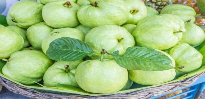 23-guava_0
