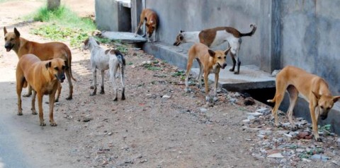 dogs-in-street-awara-kutte