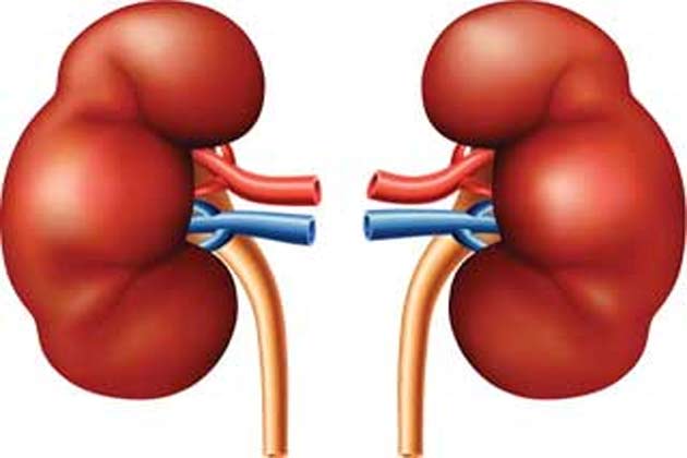kidney