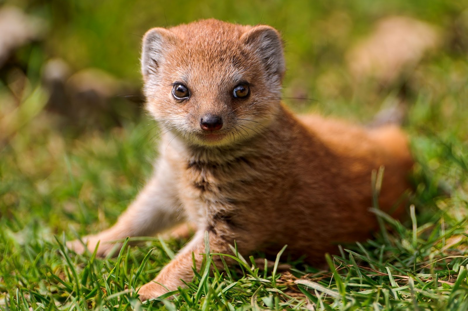 mongoose-picture