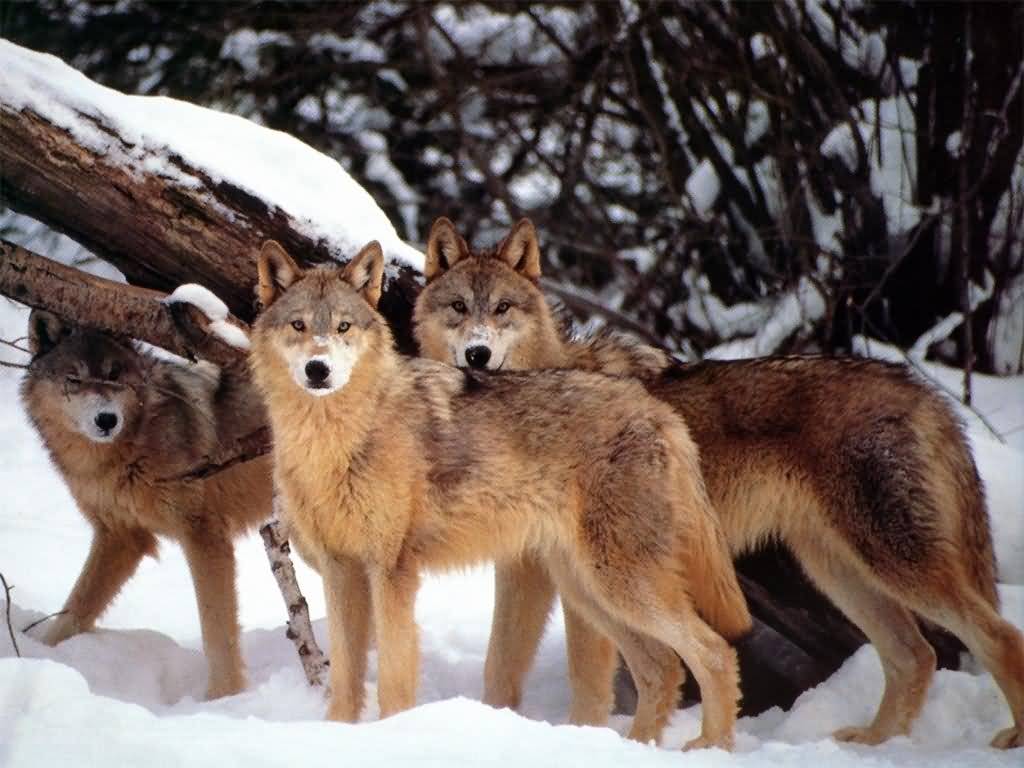 amazing-wolves-image-amazing-wolves-36715723-1024-768-png