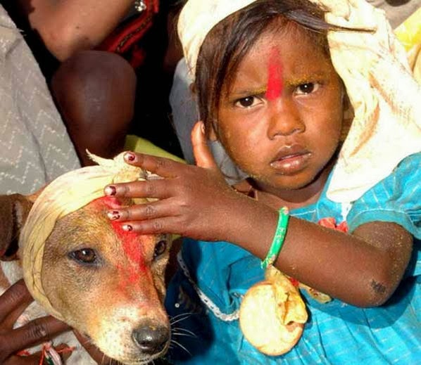 dog-marrige