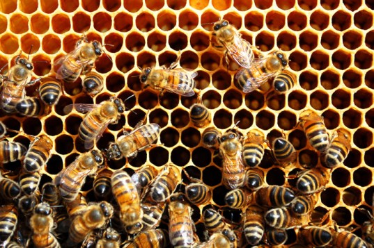 bees-honeycomb-33ab4d13e-333d-4a4e-8252-a810e1600873