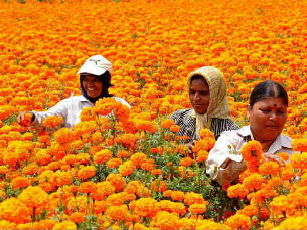 marigold-plantation