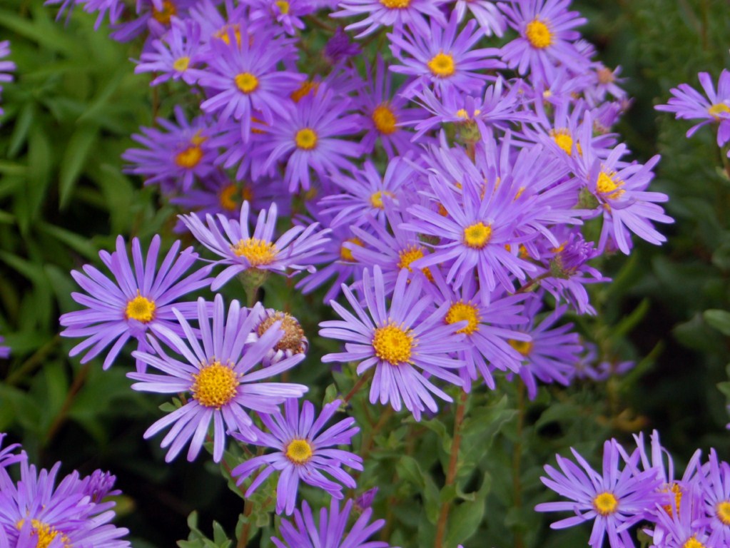 Asteraceae_us