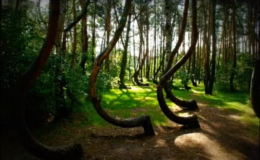 Crooked-Forest