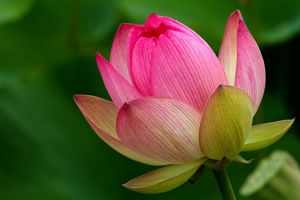 hq cute lotus