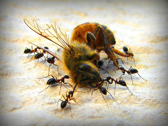 ants eats bee