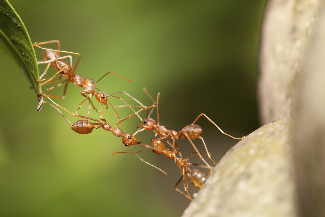 division of labour in ants