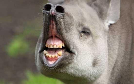 hippo