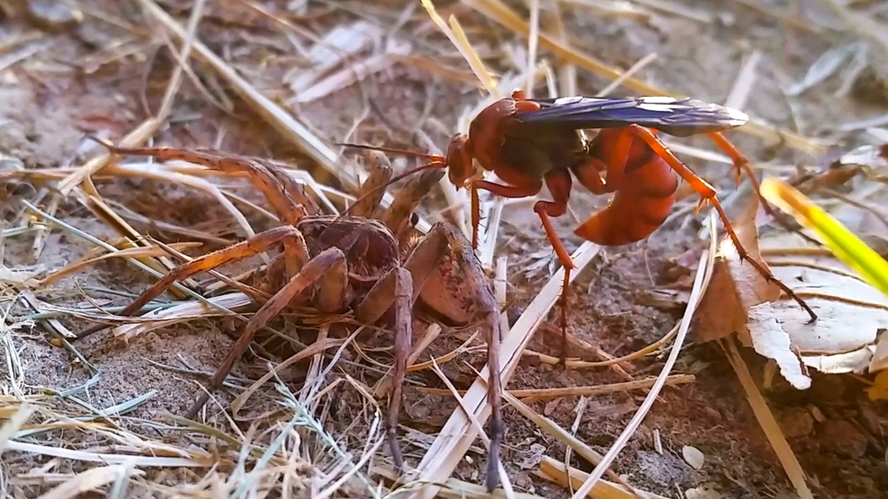 Пауки против. Spider vs Wasp. Оса против паука. Паук против муравьёв. Тарантул против осы.